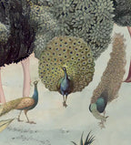 Illustration of peacocks with detailed plumage and natural elements.
